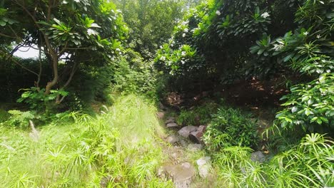 Time-Lapse-of-Green-Bushes-and-Trees-with-a-Trail-Leading-into-a-Den-in-India