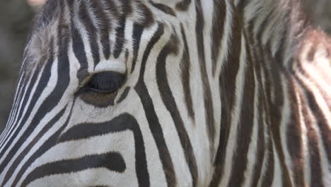 Extreme-close-up-of-wild-black-white-zebra-looking-into-camera-during-sunny-day-in-wilderness