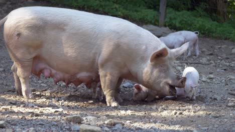 Pig-Family-with-Adult-and-many-Baby-Piglets-eating-outdoors-on-farm-during-sunny-day---static-close-up