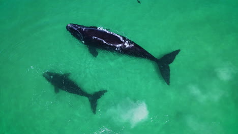 Overhead-view-of-Southern-Right-whale-and-calf-in-clear-shallows,-curious-seal