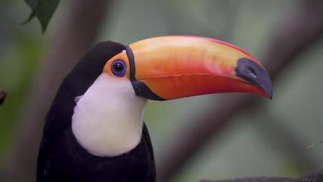 Extreme-close-up-profile-shot-of-a-tropical-toco-toucan,-ramphastos-toco-with-a-sacred-eye,-resting-in-the-forest-canopy