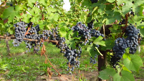 Red-wine-ripe-grapes-in-vineyard-agriculture-field