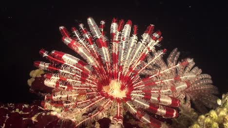 Red-and-white-feather-star-at-night-in-the-Red-Sea