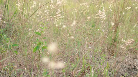 Weiße-Grasblumen-Unter-Dem-Trockenen-Gras-Im-Wind