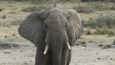 Toro-Elefante-Africano-Bebiendo-Del-Lago,-Vista-Frontal