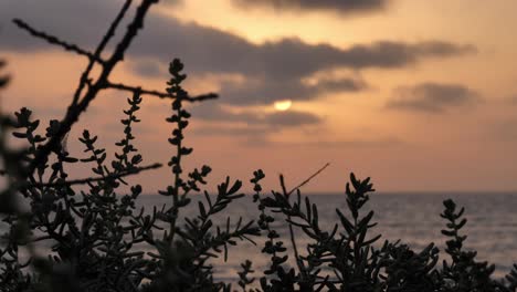 Blissful-Orange-Peach-Sunset-Skies-Above-Ocean-Viewed-Through-Silhouetted-Plants-In-Balochistan