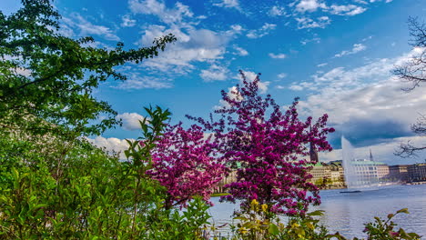 Tiro-De-Hiperlapso-De-Hermosos-árboles-Florecientes-En-La-Orilla-Del-Lago-De-Alster-En-Hamburgo-Durante-La-Temporada-De-Primavera,-Alemania