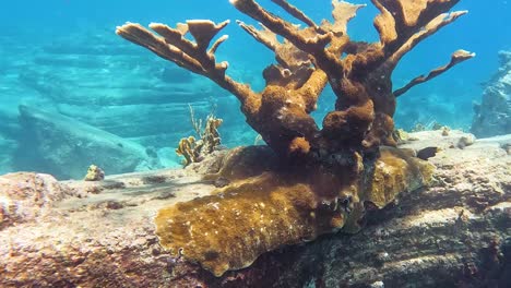 Unterwasseraufnahmen-Von-Korallenköpfen,-Während-Die-Kamera-An-Die-Meeresoberfläche-Kommt