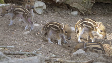 Close-up-shot-of-young-baby-boars-walking-around-in-zoo-during-sunny-day---prores