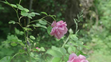 Nahaufnahme-Einer-Pflanze-Mit-Blühenden-Rosa-Rosen,-Umgeben-Von-Natur