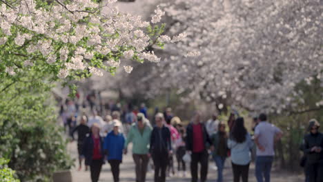 Las-Ramas-De-Los-Cerezos-En-Flor-Se-Mecen-Con-La-Brisa-En-Central-Park,-N