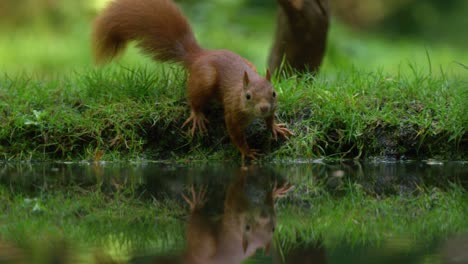 Low-close-up-shot-of-a-red-squirrel-hopping-along-the-grassy-bank-of-a-pond-sniffing-at-the-water-with-beautiful-reflection,-slow-motion