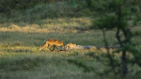 Vixen-red-fox-with-baby-cub-run-over-grassy-opening-to-their-den