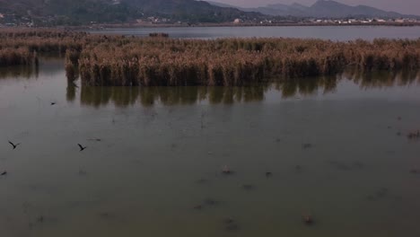 Vista-Aérea-Sobre-Aves-Migratorias-Voladoras-Sobre-Humedales-En-El-Lago-Kallar-Kahar