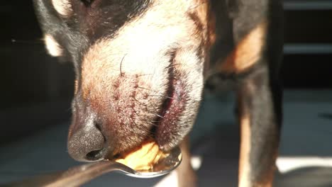 Black-miniature-pinscher-coming-and-licking-peanut-butter-from-a-silver-spoon