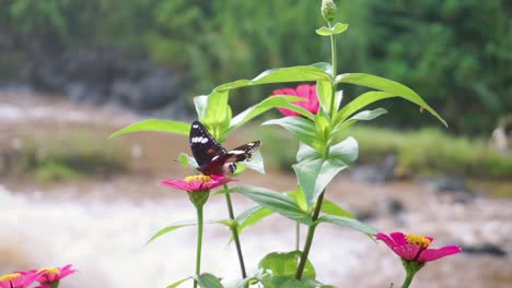 Close-up-shot-of-Hypolimnas-bolina-Butterfly-resting-on-pink-flower-and-splashing-river-in-backdrop