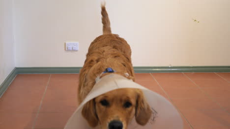 Golden-Retriever-Se-Para-Y-Camina-Con-Collar-Protector-De-Cono,-Cámara-Lenta