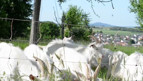 Multiple-white-fluffy-goats-grazing-and-scratching-themselves-behind-a-wire-fence-on-a-sunny-spring-day