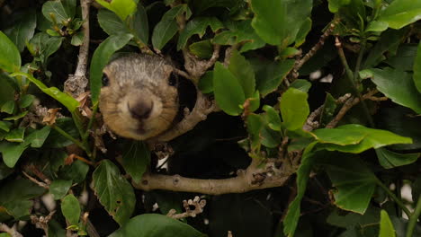Close-up-hidden-squirrel-peaking-out-his-head-from-bushes