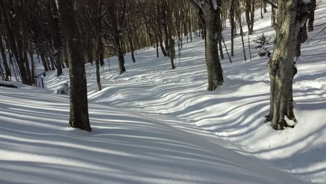Forest-tree-sunlight-sunshine-walking-towards-fresh-snow-covered-white-winter-forest-landscape