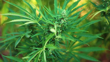 Cerrar-El-Cultivo-De-Cannabis-En-El-Jardín