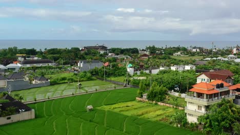 üppiges-Grünes-Reisfeld-In-Berawa-Bali-Mit-Blick-Auf-Die-Ozeanküste,-Antenne