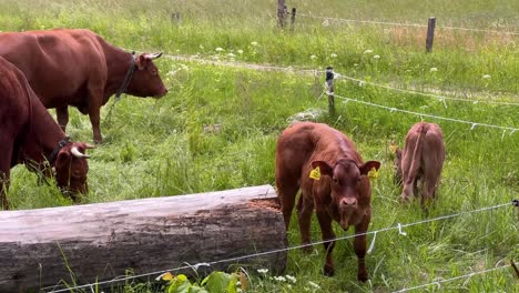 Brown-cows-herd-grazing-green-grass-at-the-meadow-by-big-rotten-log