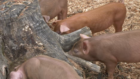 Close-up-shot-of-cute-baby-pigs-looking-for-food-in-old-tree-trunk-outdoors-in-nature