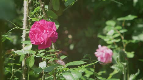 Zeitlupenaufnahme-Eines-Hellrosa-Rosenkopfes,-Der-Im-Wind-In-Einem-Garten-Schwankt