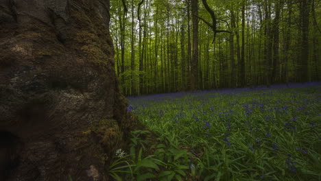 Panorama-Time-Lapse-of-Bluebells-Forest-during-spring-time-in-natural-park-in-Ireland