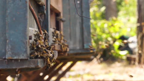 Swarm-of-bees-flying-around-homemade-wooden-bee-hives