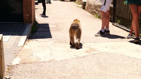 Affe,-Der-An-Einem-Sonnigen-Tag-In-Gibraltar-Auf-Der-Straße-Sitzt-Und-Geht