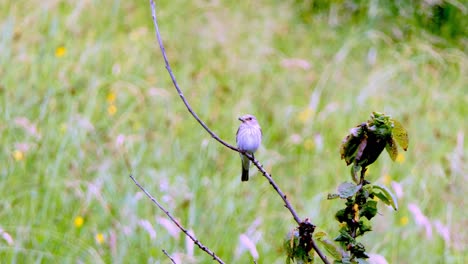 Spotted-flycatcher-sits-on-a-branch-and-has-an-insect-in-its-beak