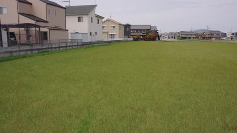 Rural-Japanese-Neighborhood,-rice-fields-growing-with-Houses-in-Background