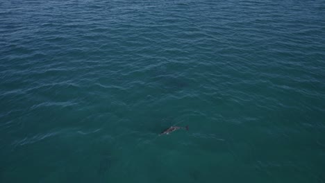 Delfines-Nariz-De-Botella-Nadando-Bajo-El-Paisaje-Marino-Azul-En-Fingal-Head-En-Nueva-Gales-Del-Sur,-Australia