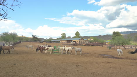 Herd-of-horses-on-a-ranch,-gathered-around-trough
