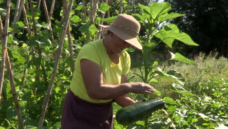 Frau-Erntet-Und-Reinigt-Eine-Große-Zucchini-Aus-Ihrem-Gemüsegarten