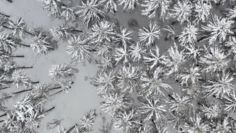 Winter-trees-covered-with-snow-from-drone