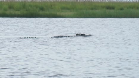 A-Big-Wild-African-Crocodile-Crossing-a-Zambian-River-during-a-Safari-Tour