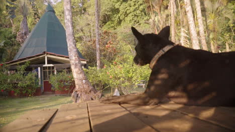 Close-up-shot-of-a-black-village-dog-sitting-happily-on-a-sunny-porch-in-Punta-Banco,-Costa-Rica