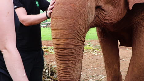 Hands-playing-with-an-elephant-trunk-while-they-feed-this-gentle-giant