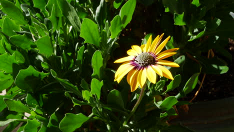 A-beautiful,-single-yellow-flower-in-the-sunlight-with-green-plant-leaves-in-the-background