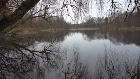 mystic-lake-with-slow-water-movement-and-a-tree-over-the-water