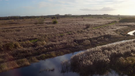 Breites-Luftbild,-Das-Einen-Wanderer-Bei-Sonnenuntergang-Mit-Blendenflecken-Im-Naturschutzgebiet-Stodmarsh,-Kent,-Großbritannien,-Verfolgt,-Das-Von-Natural-England-Verwaltet-Wird