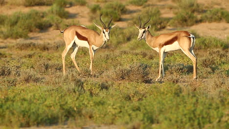 Dos-Springbok-Spar-Entre-Sí-En-El-Gran-Kalahari