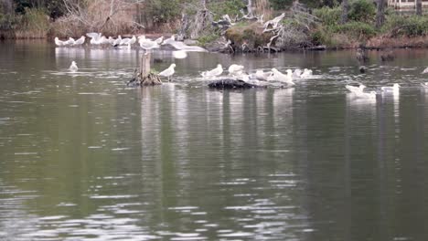 Un-Grupo-De-Gaviotas-Occidentales-Bañándose-En-Un-Arroyo-Poco-Profundo-Que-Desemboca-En-El-Océano