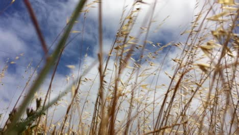 Panning-shot-of-Golden-Wild-dry-grass-cereal-plant---wild-oats-growing-wild-blowing-in-strong-wind