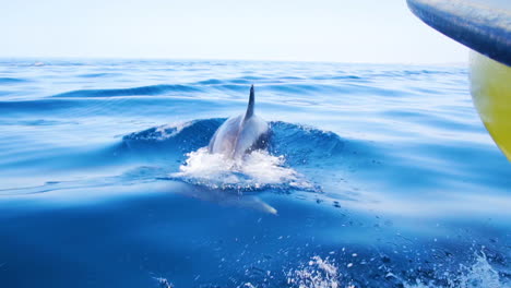 Delfín-Nadando-Juguetonamente-Bajo-El-Agua-Antes-De-Salir-A-La-Superficie-Para-Tomar-Aire