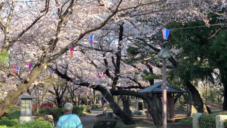 La-Gente-Camina-Por-Los-Senderos-Del-Parque-Asukayama-Con-Flores-De-Cerezo-Fucsias-Y-Lámparas-De-Papel