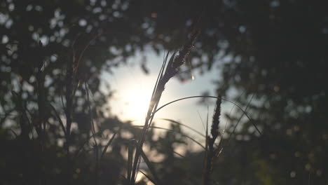 Trigo-Balanceándose-En-La-Puesta-De-Sol-Y-El-Viento